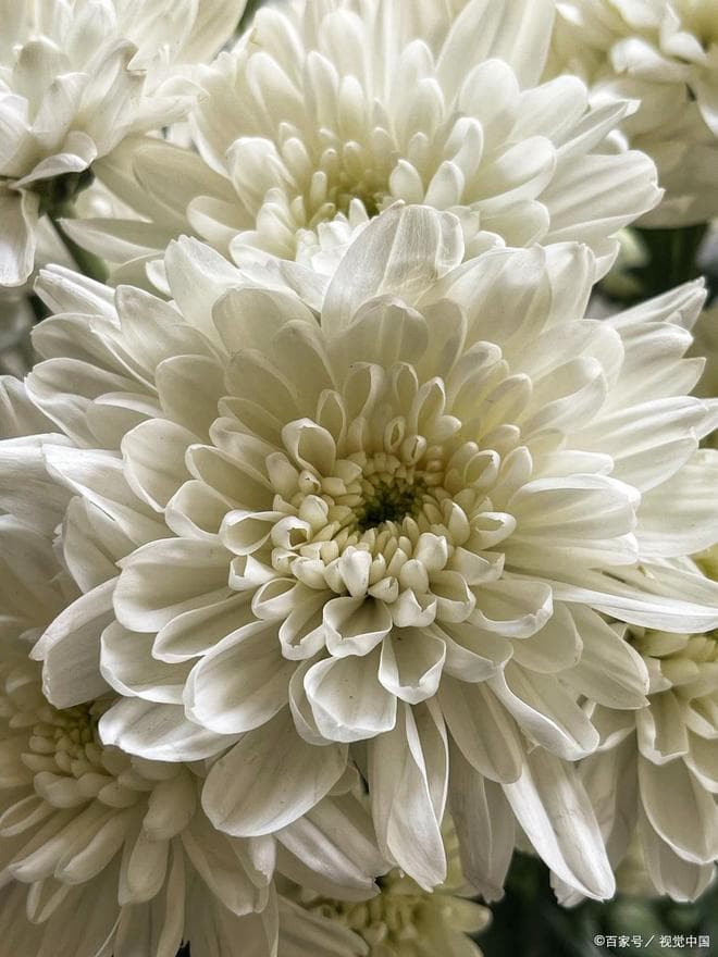 白色菊花寓意着什么