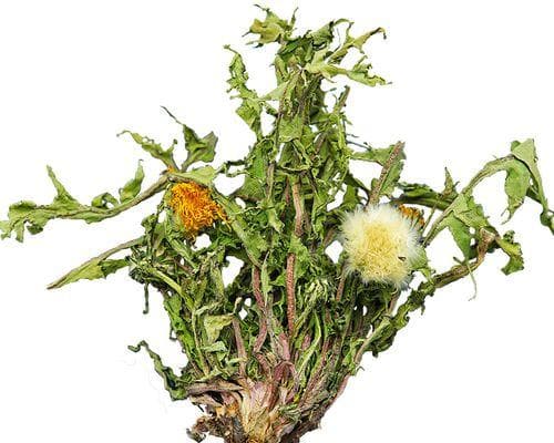 蒲公英根茎的食用价值（探索蒲公英根茎的营养成分与食用方法）