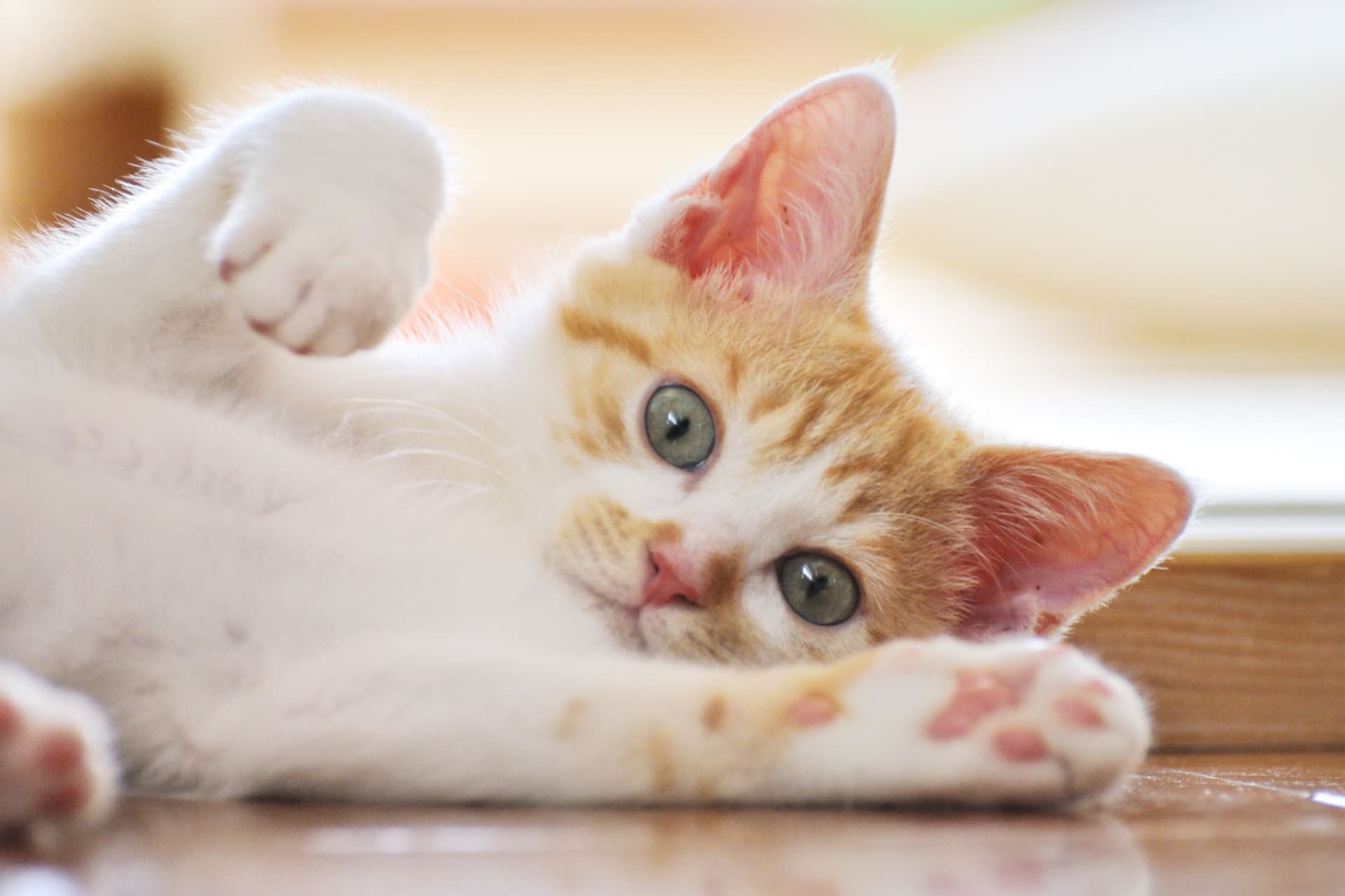如何自测猫咪是否中招猫传腹