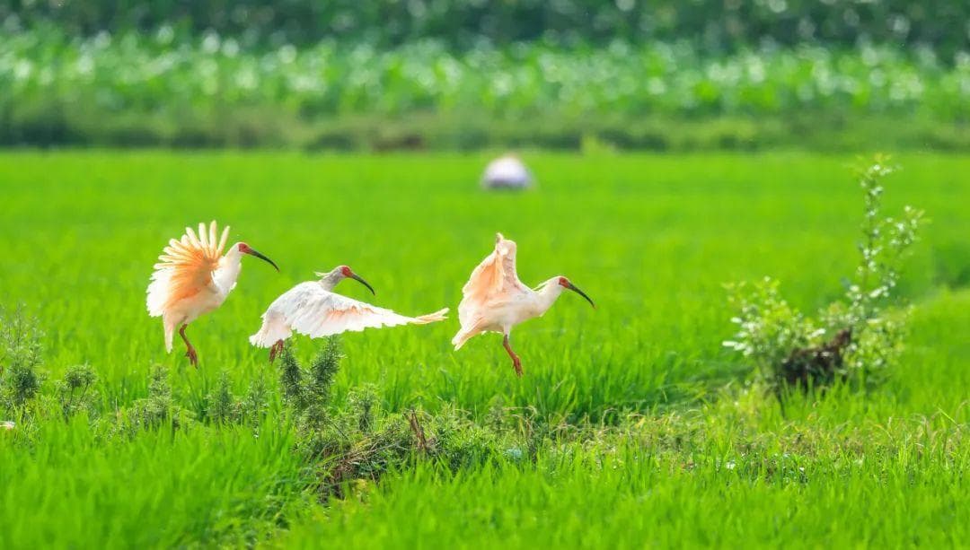 生物多样性与气候变化：一场关乎地球未来的对话