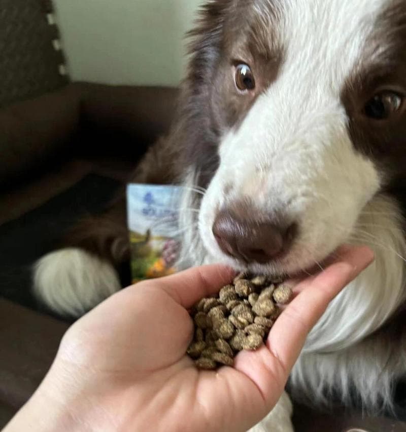 土狗能吃什么东西？除了狗粮还能吃啥？如何为土狗提供多样化的饮食？