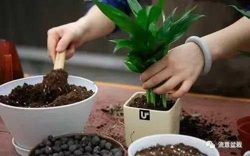 如何给花卉植物换盆？换盆方法与时间以及换盆的注意事项