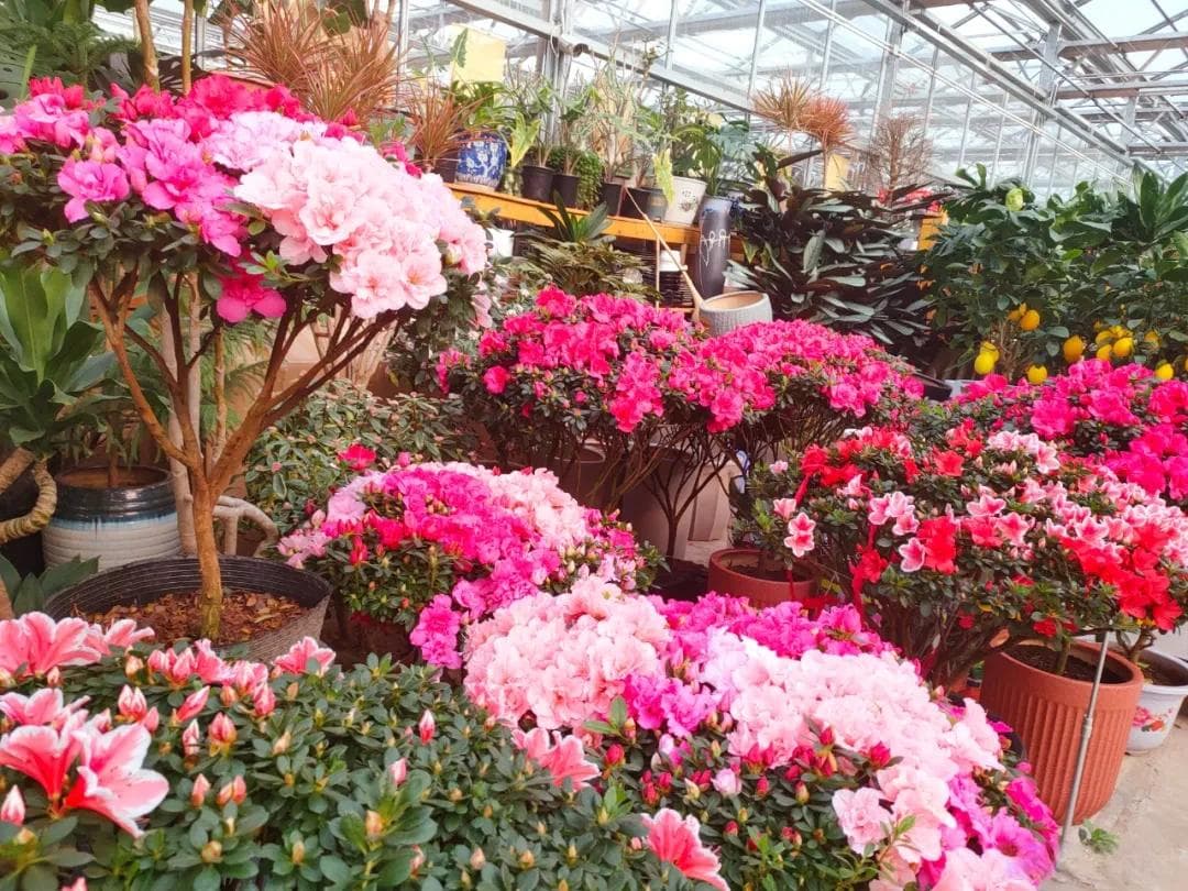 杜鹃花难养？老花匠妙招 —— 天天浇水，让花开满盆
