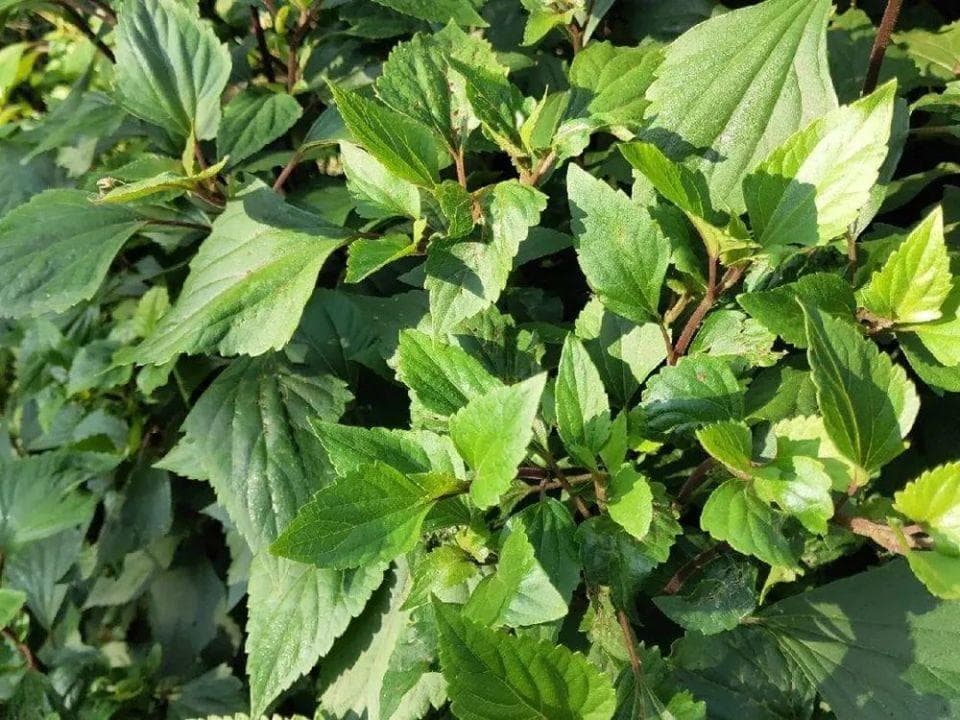 被列为世界头号“恶草”，3年就能让农田废弃，却十分有价值，你了解吗？