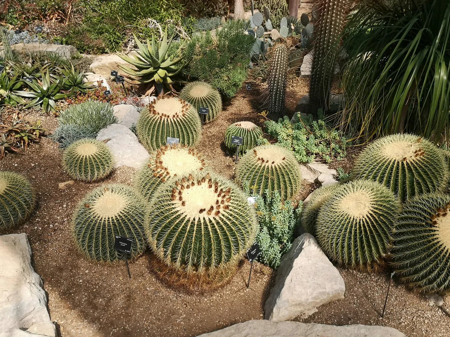 耐旱植物打造绿色家园，你心动了吗？