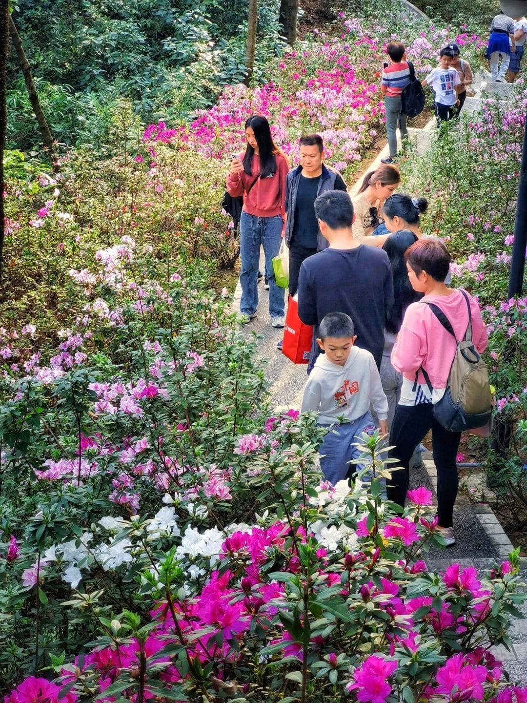 到鸿鹄山赏杜鹃花，收获一个诗情画意的春天