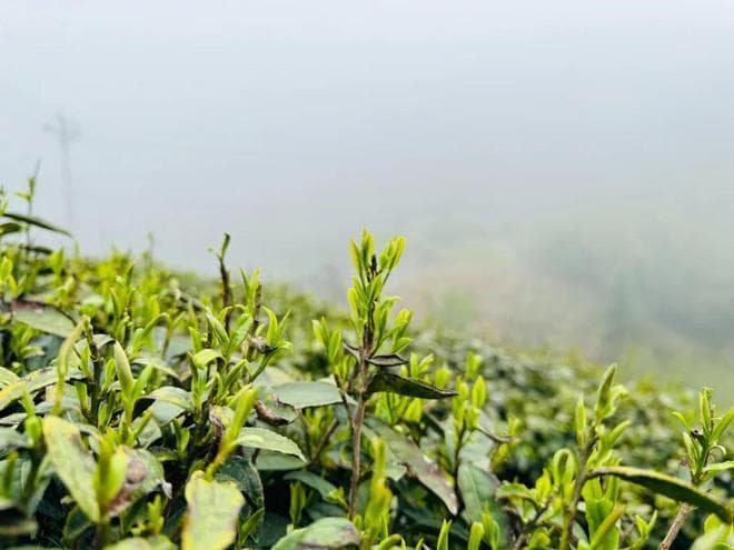 隔夜茶到底能不能喝？用科学的数据告诉你！