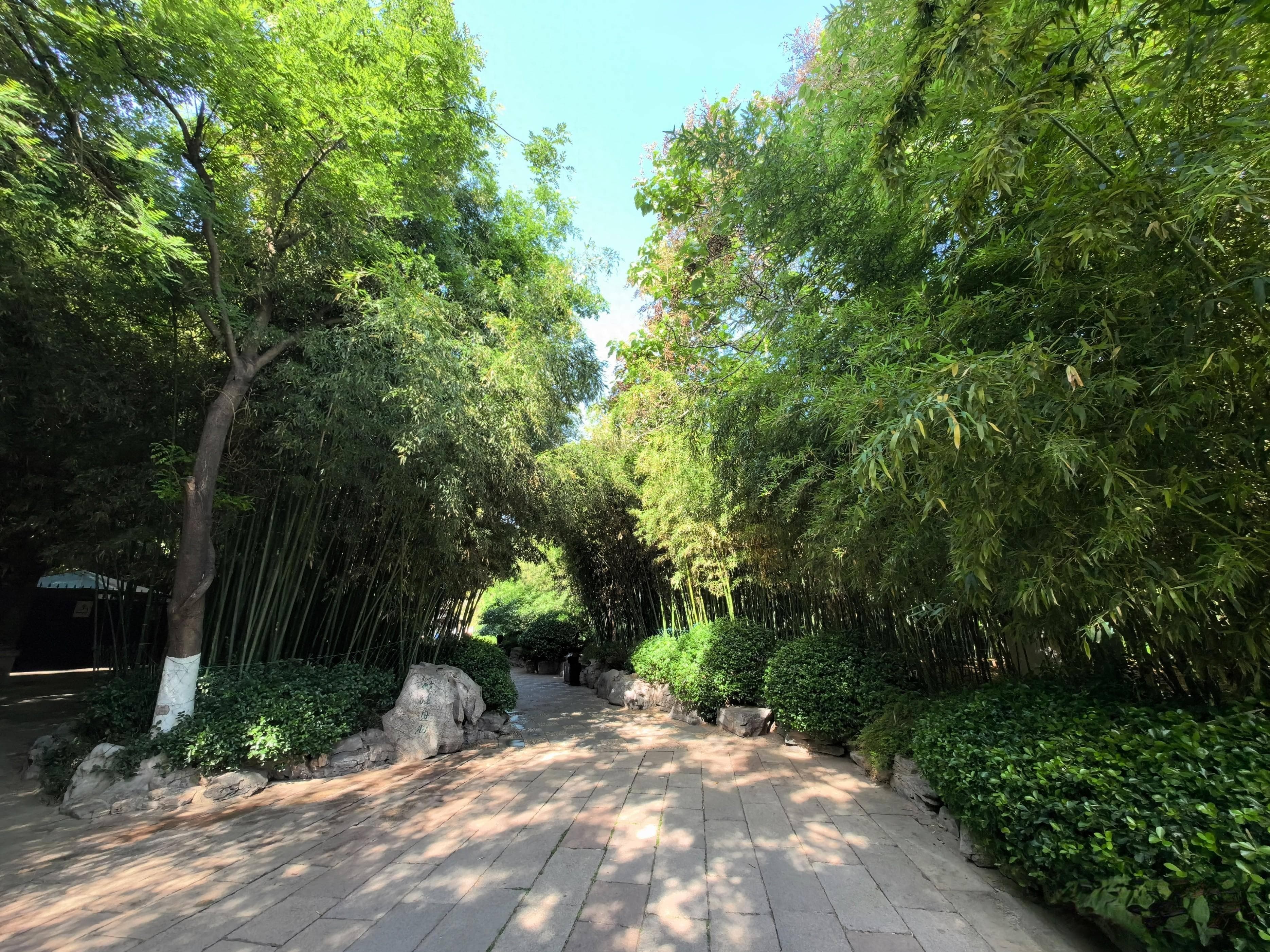 35种宜种植在大树古树有围栏等保护设施的地被植物