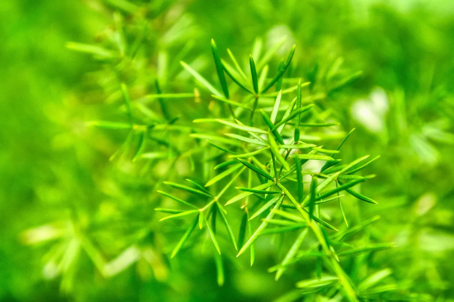 春季野菜柳蒿芽：营养功效与保存烹饪全攻略
