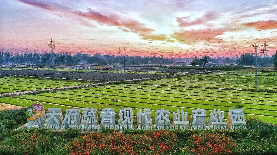 成都彭州：紫色的蔬菜和“悬”在半空中的番茄，就藏在这个产业园里……
