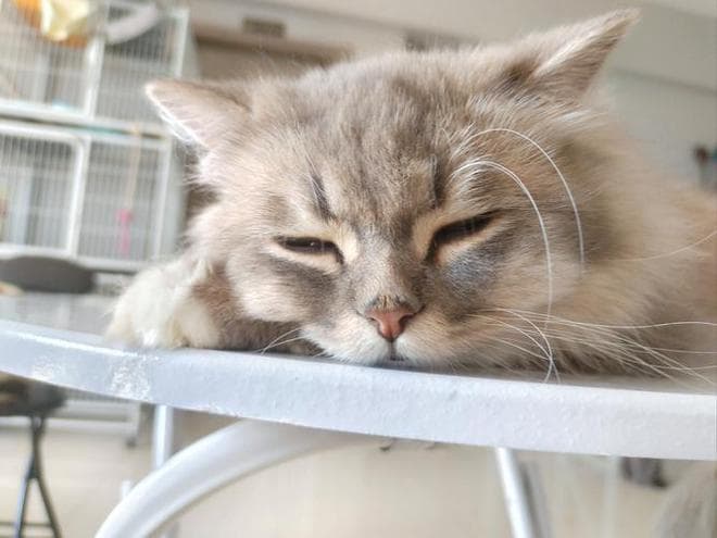 猫咪吐毛球后不吃不喝，该如何应对？