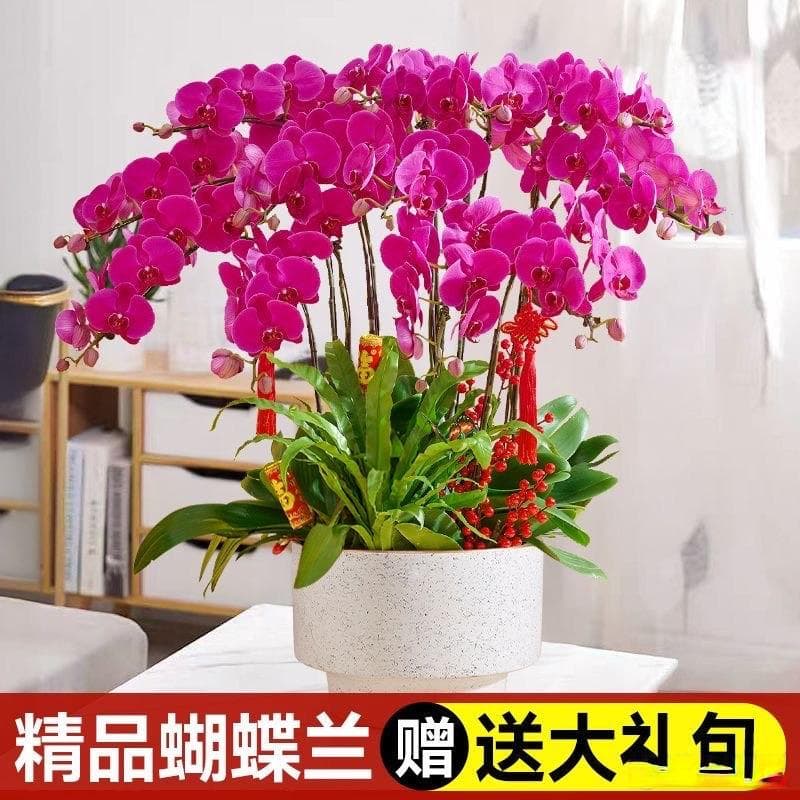 蝴蝶兰养殖全攻略：从环境到病虫害防治