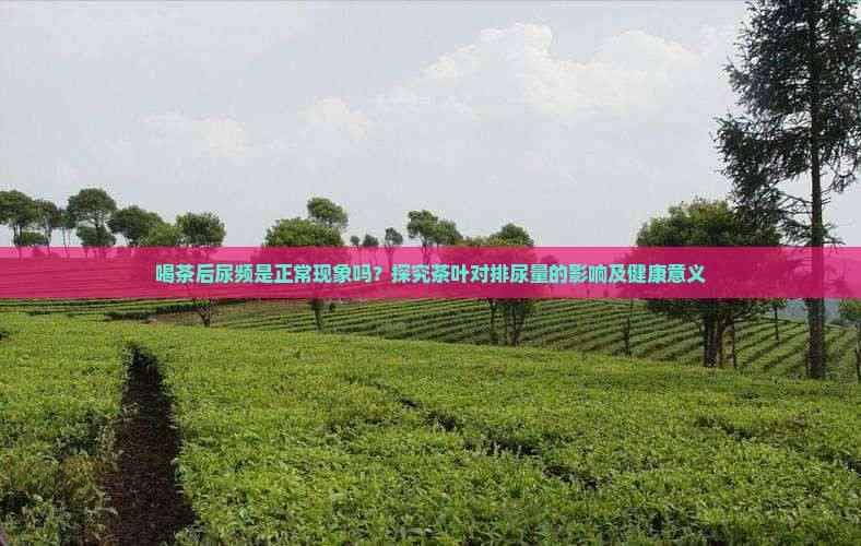喝茶后尿频是正常现象吗？探究茶叶对排尿量的影响及健康意义