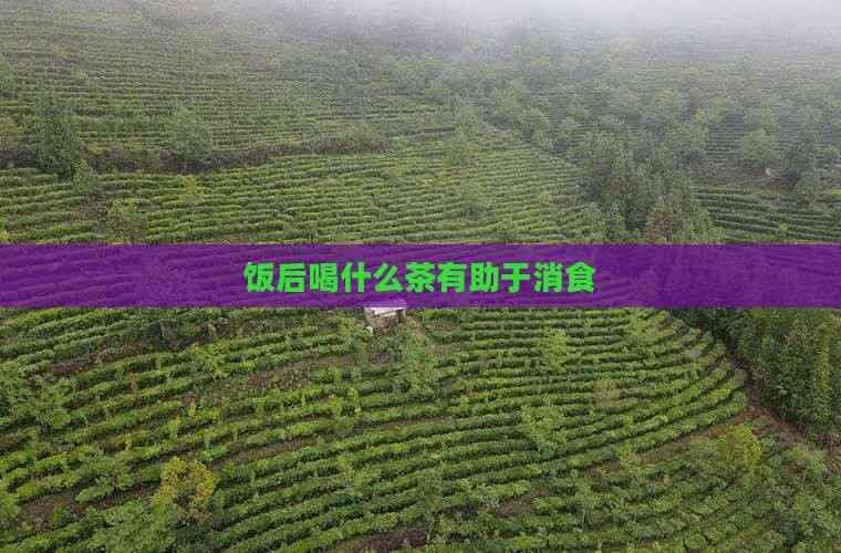 饭后喝什么茶有助于消食