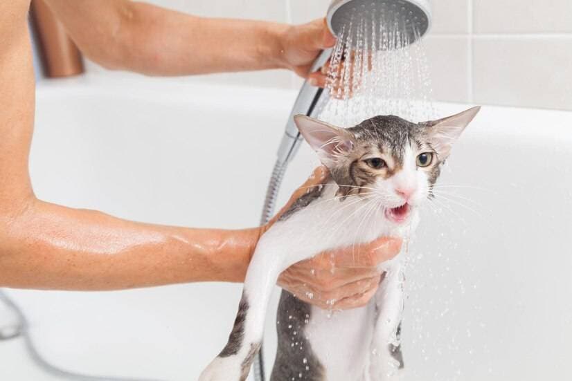 猫咪多久洗一次澡？帮猫咪洗澡需要注意些什么？