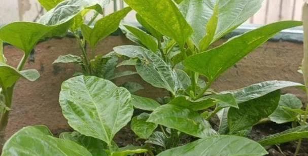 果茶中的绿色植物：从绿茶到薰衣草的健康益处