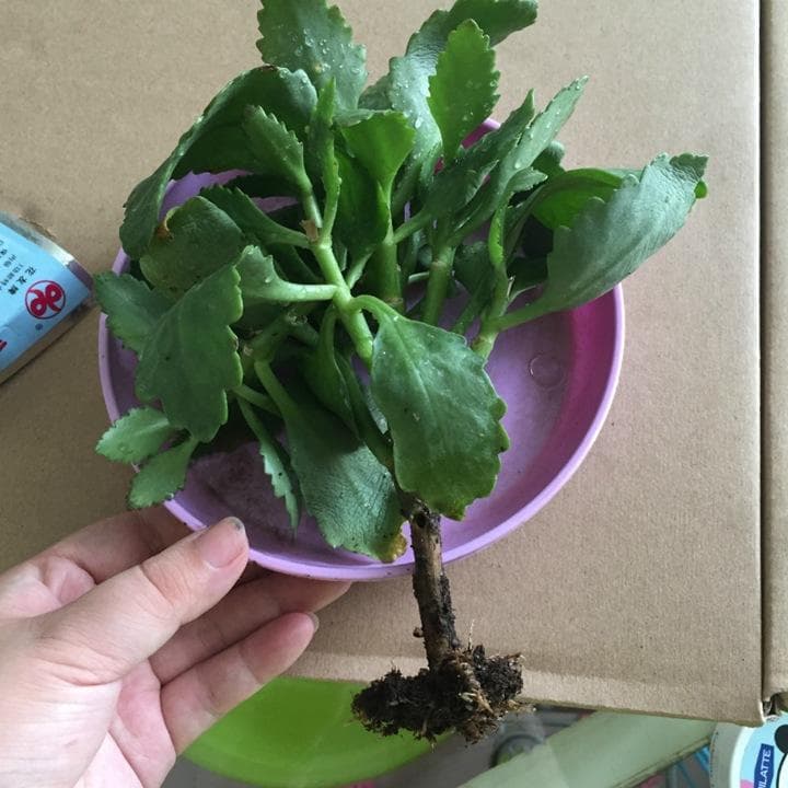 三步处理+三步预防，轻松应对长寿花黑杆
