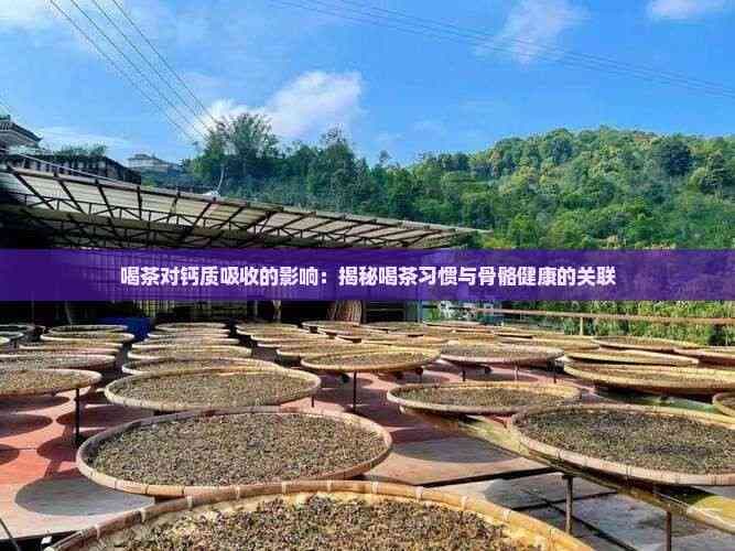 喝茶对钙质吸收的影响：揭秘喝茶习惯与骨骼健康的关联