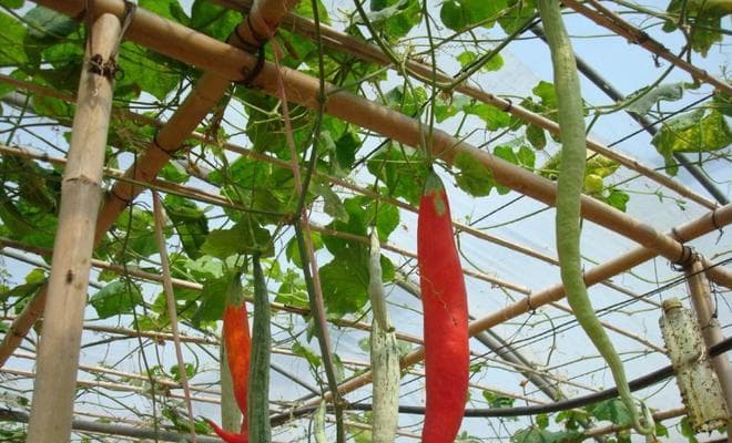 蛇豆种植全攻略（时间、方法、技巧一网打尽！）