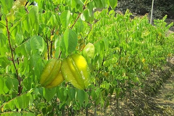 杨桃季节是什么时候成熟？
