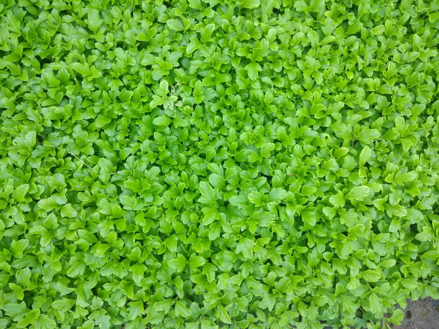 立春前必看：芹菜种植攻略！