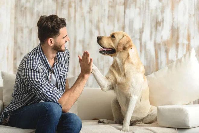 狗狗和猫咪上床睡觉“很脏”？其实有4个好处很明显，但要注意这6点