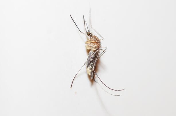 做好“三防”，春天防蚊攻略让你远离蚊虫滋扰
