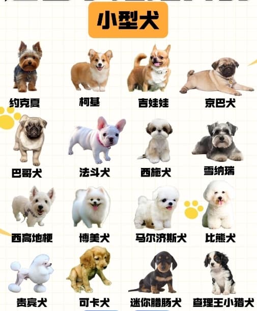 适合公寓生活的犬种推荐：小空间的友好型宠物