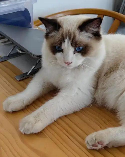 猫咪陪睡健康指南，三大隐形雷区预警，科学共眠这样做！