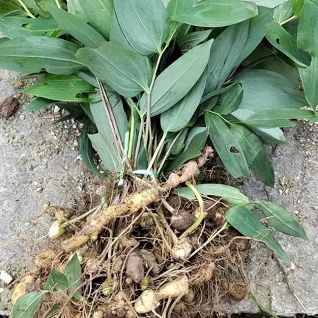 补气养精，健脾润肺黄金药——黄精