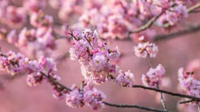 2025上海樱花节：首次推出夜游活动，打造沉浸式赏樱体验