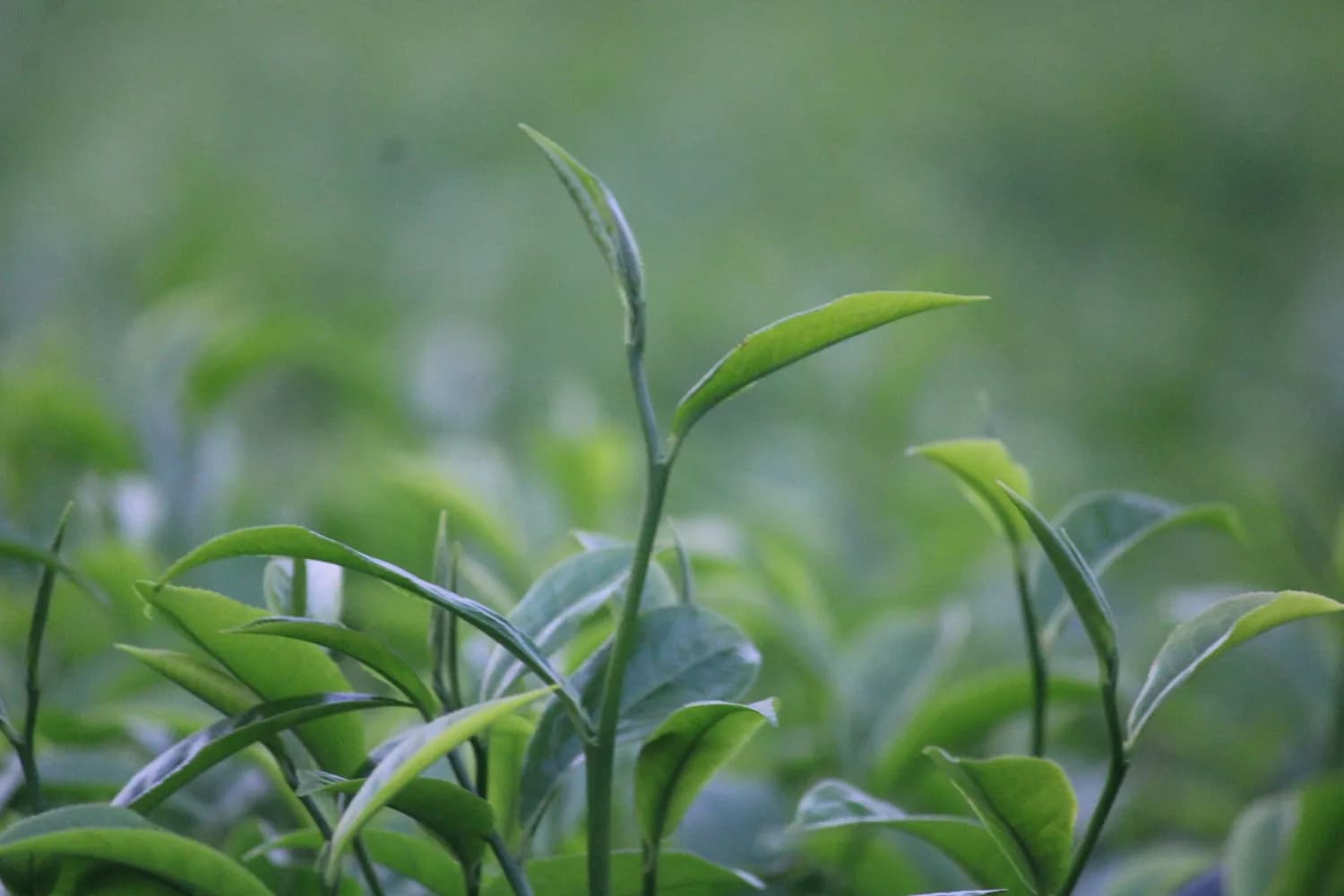 喝绿茶轻松获取儿茶素，健康生活从这里开始！