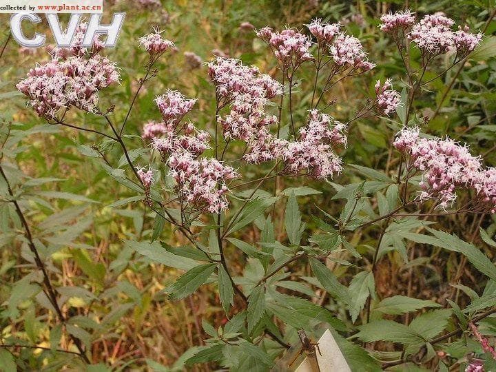佩兰：一种传统药用植物的全面解析