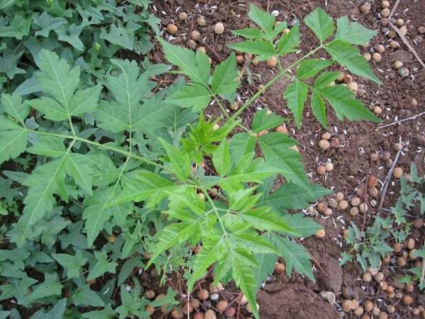 苦楝子的多重用途：从药用到育苗的全面指南