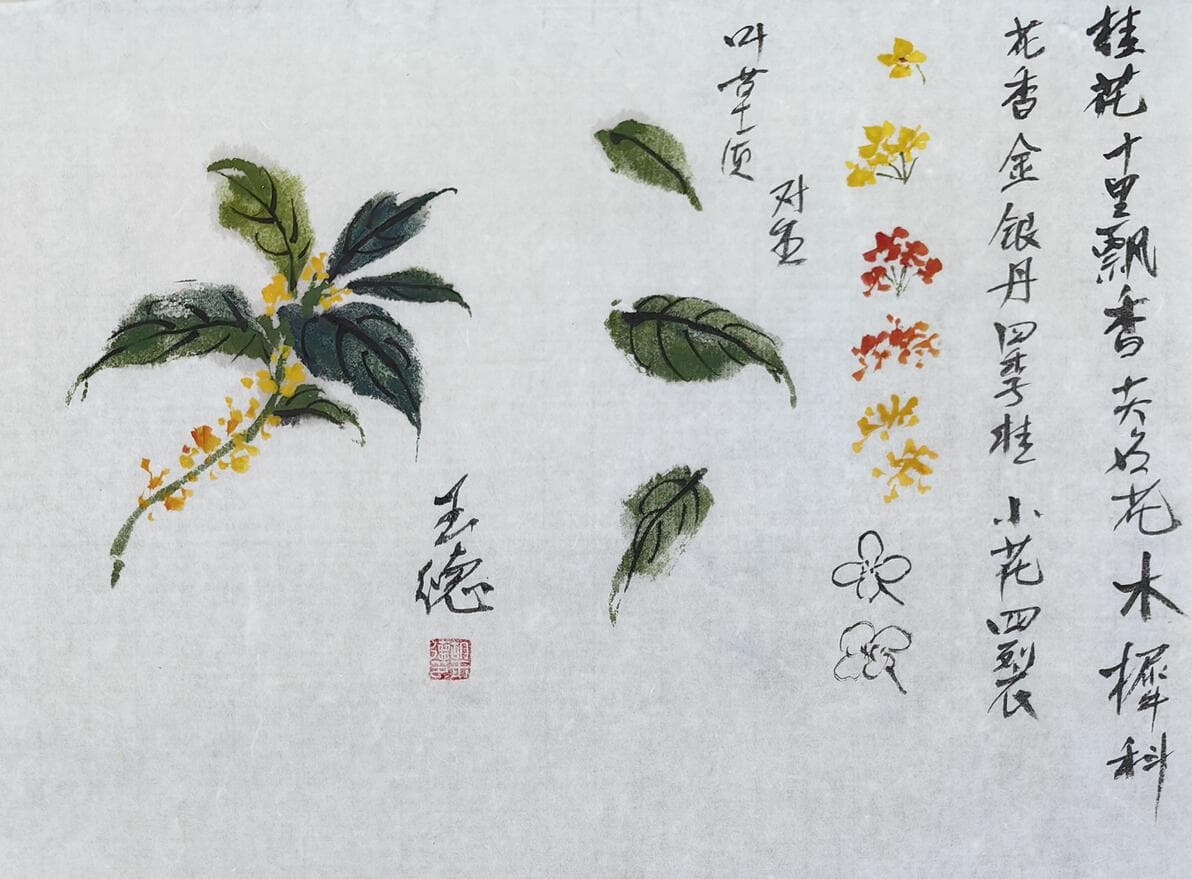 “花中皇后”桂花国画小写意教程——胡玉德老师创作