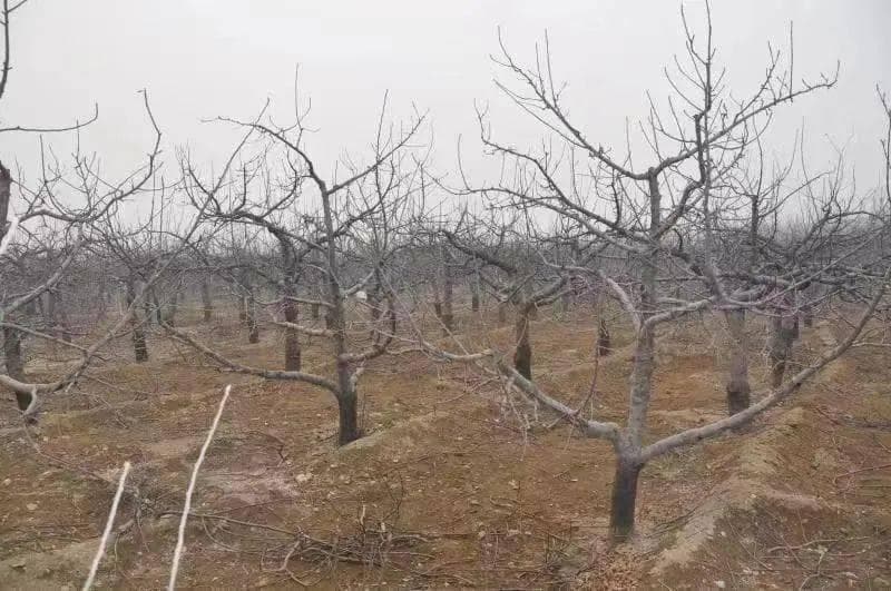 林果科技大讲堂：苹果树土肥水管理技术
