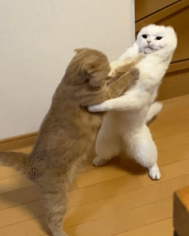 猫咪打架？！深入了解攻击行为背后的动机，以及创造和平友善的环境的方法～