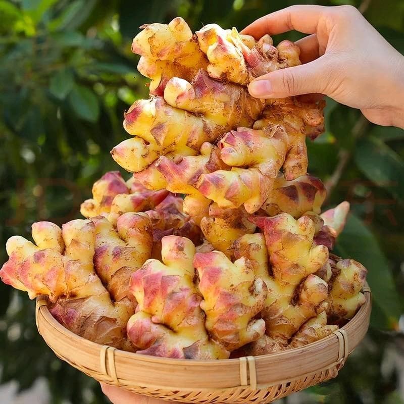 云南小黄姜：独特的风味与多重价值
