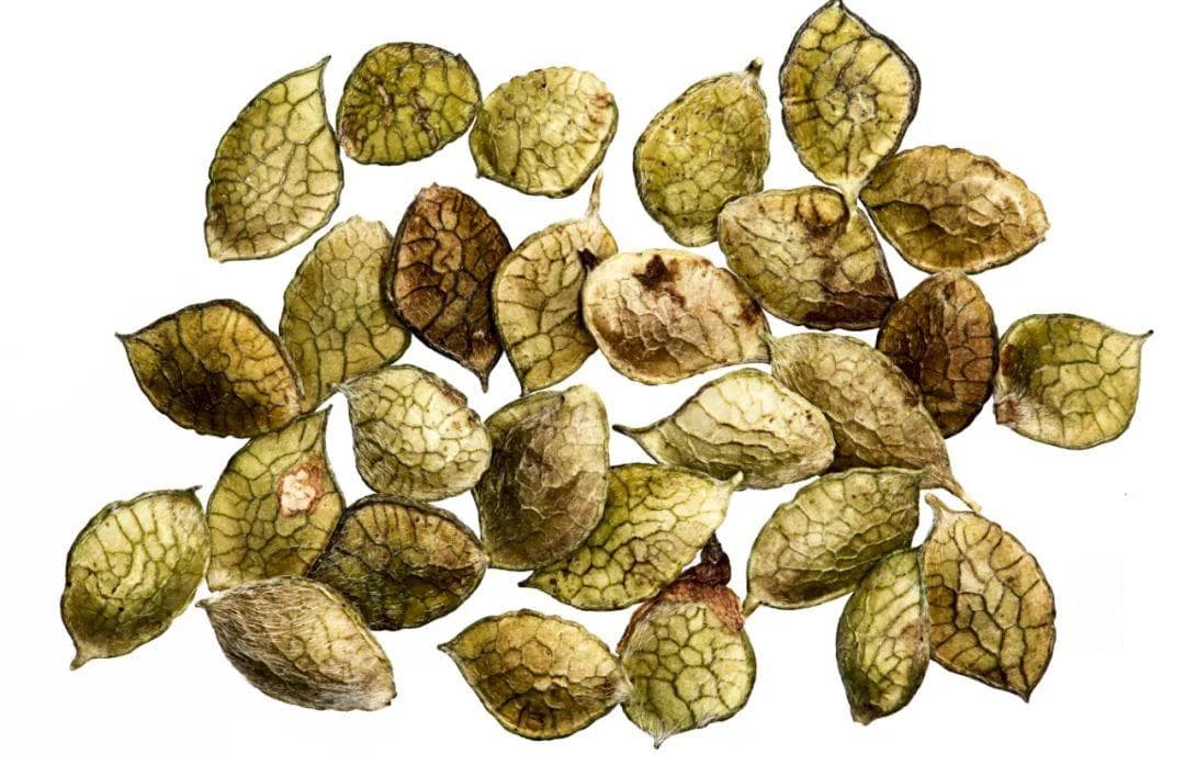 胡枝子：一种兼具观赏与实用价值的豆科植物