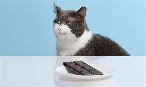 猫咪可以吃巧克力吗？揭秘巧克力与猫咪健康的奥秘！