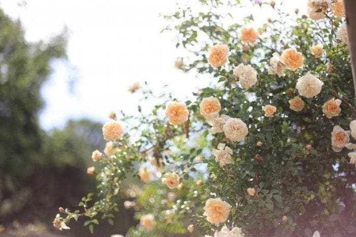 玫瑰花语完全指南：颜色、数量、品种与送花禁忌