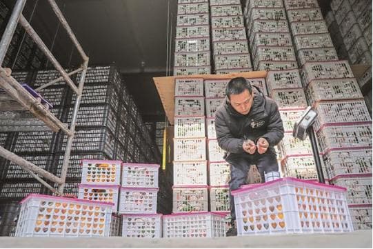 四川广安市让“广字号”农产品香飘四方