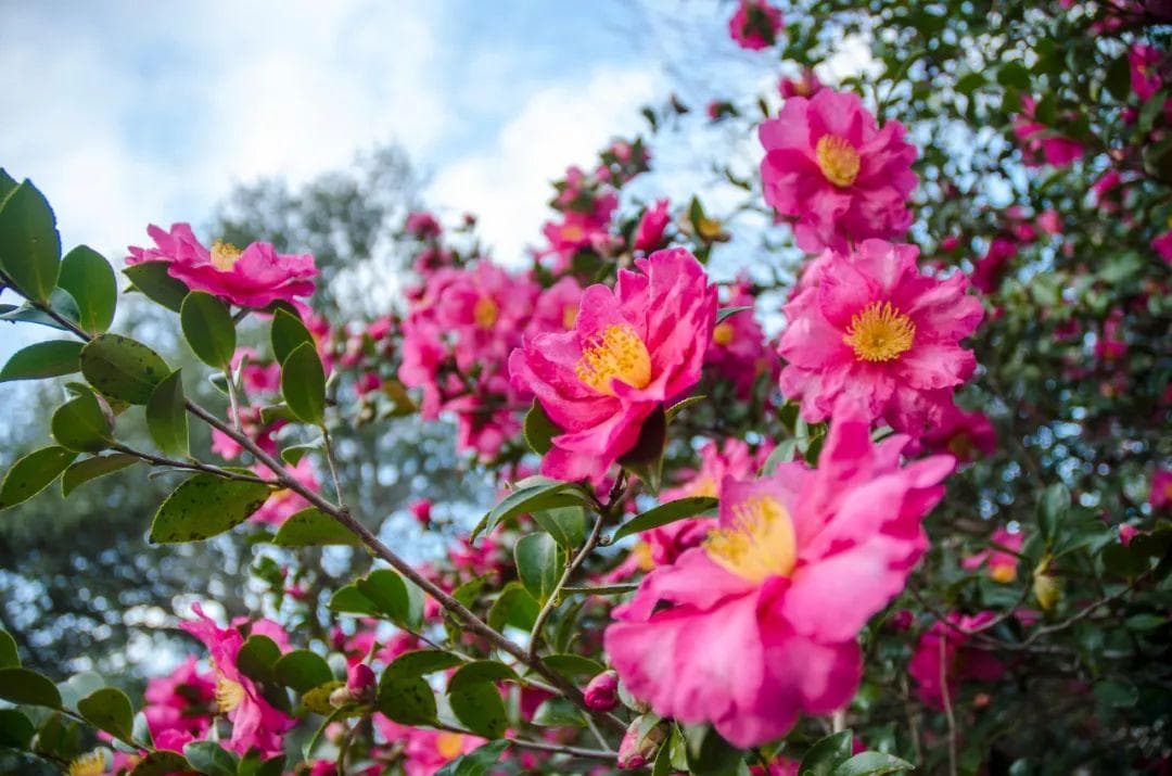 深圳游玩︱深圳初春踏青赏花指南，开启赏花之旅，不负绝美春光