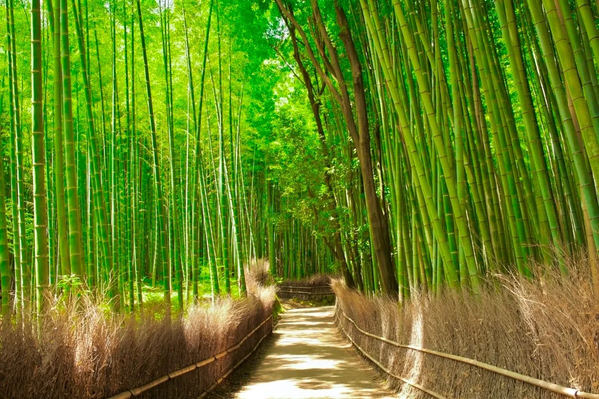岚山竹林小径：京都最美丽的沉浸式森林体验