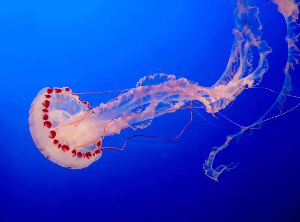 揭秘“不死水母”：一种可以长生不老的神奇生物