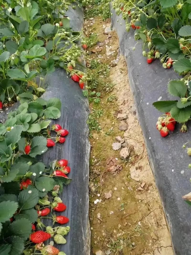 牡丹花卉品种有哪些（了解牡丹花的种植方法和时间）