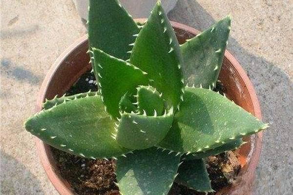 芦荟怎样浇水才能长得茂盛？