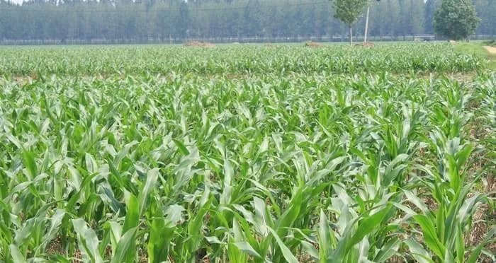 玉米种植全攻略：从播种到收获的全程详解