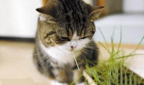 猫咪托运与疫苗接种完全指南