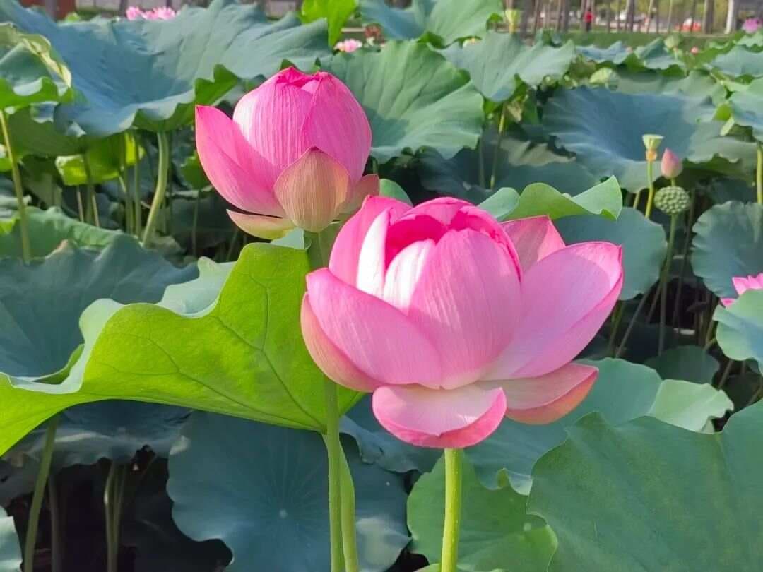 《心经》三句话，每日诵读，心安神宁